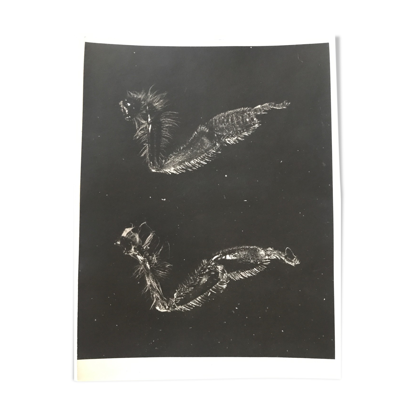 Photogramme original JM Baufle, entomologie, circa 1940 | Selency