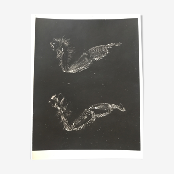 Original photogram JM Baufle, entomology, circa 1940