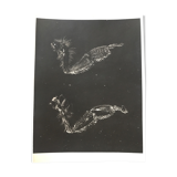 Photogramme original JM Baufle, entomologie, circa 1940