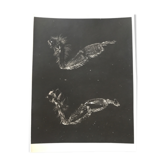 Original photogram JM Baufle, entomology, circa 1940