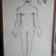 Boards of the human body medicine or school