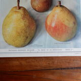 1947 pedagogic poster on pears