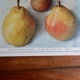 1947 pedagogic poster on pears