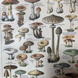 Lithograph on mushrooms from 1922
