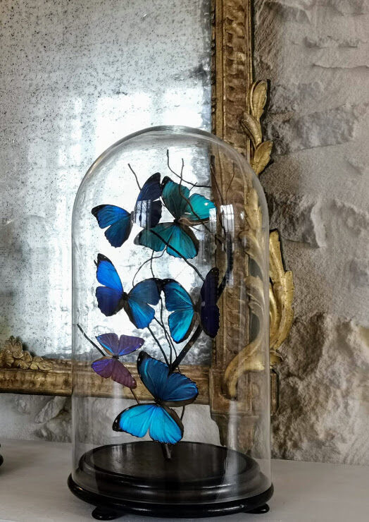 Papillons Morpho sous globe verre