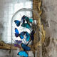 Papillons Morpho sous globe verre