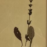 4 herbiers