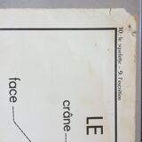 Map of school Rossignol, the skeleton and excretion