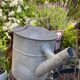 Old zinc watering can