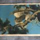 Old estampe of asia with polychrome decoration of eagle on a branch xixth