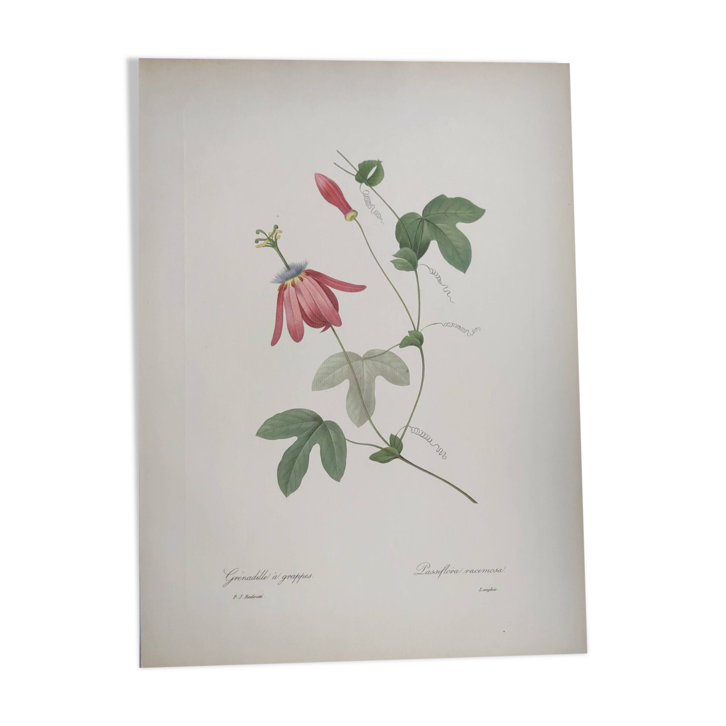 Vintage Botanical Engraving -1955- Passiflora or Grenadilla - by Redouté