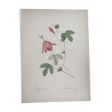 Vintage Botanical Engraving -1955- Passiflora or Grenadilla - by Redouté