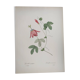 Gravure Vintage botanique -1955-  Passiflora  ou Grenadille - par Redouté