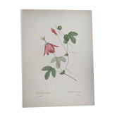 Vintage Botanical Engraving -1955- Passiflora or Grenadilla - by Redouté
