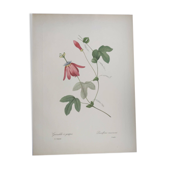 Vintage Botanical Engraving -1955- Passiflora or Grenadilla - by Redouté