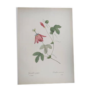 Vintage Botanical Engraving -1955- Passiflora or Grenadilla - by Redouté