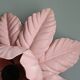 Vintage pink flower wall light