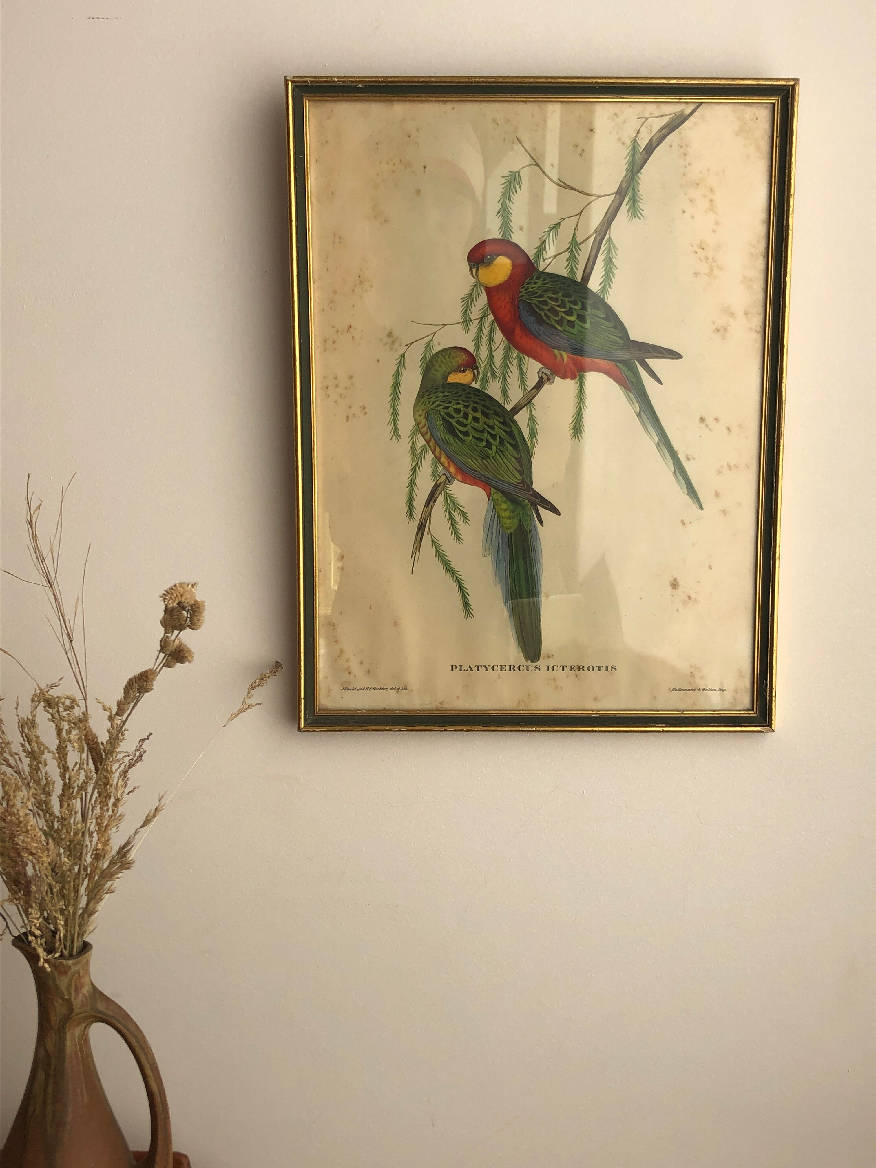 « Platycercus Icterotis » ornithological board  - J&L Gould