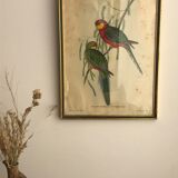 « Platycercus Icterotis » ornithological board  - J&L Gould