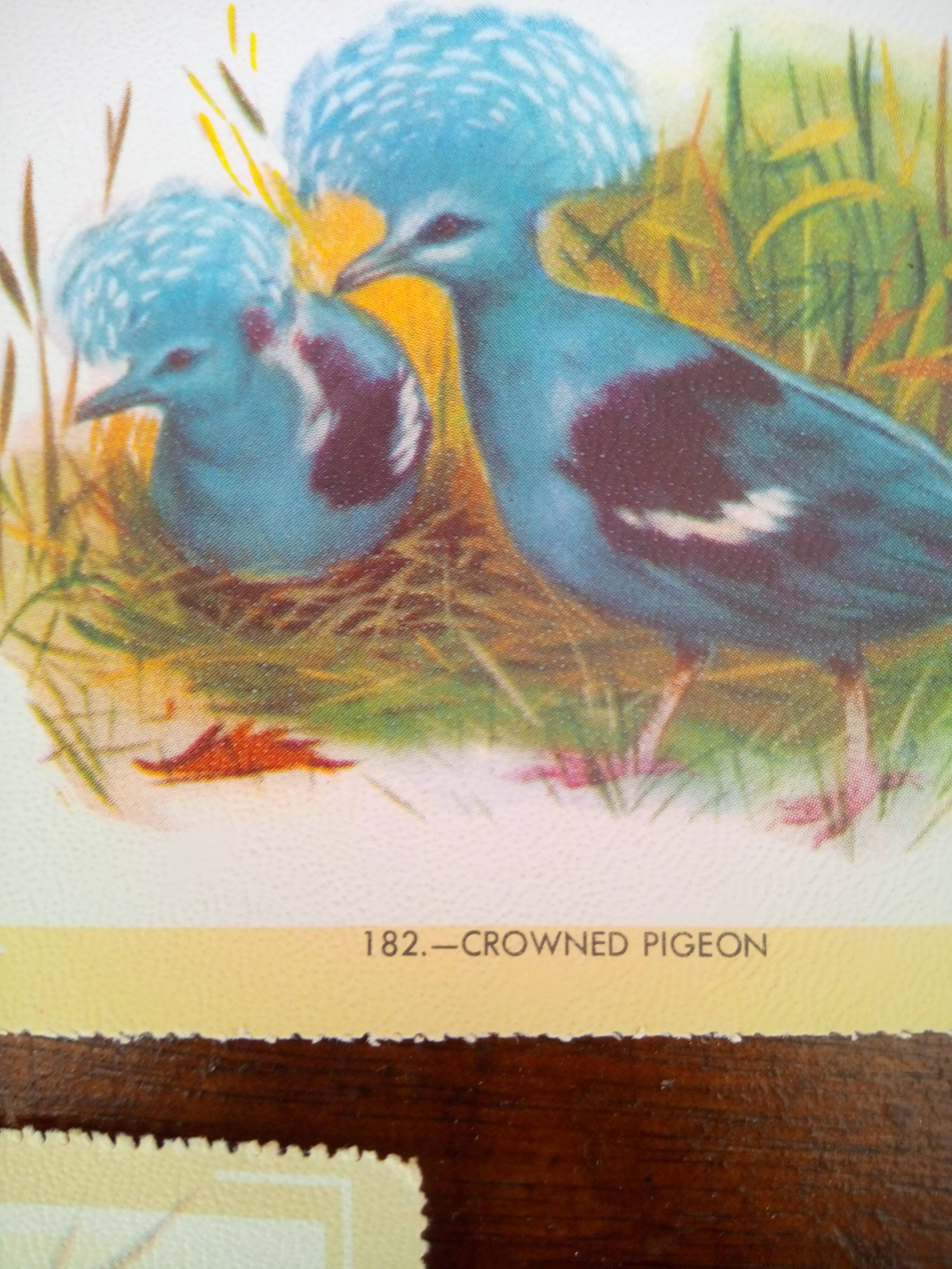 lot of zoological posters, birds, 60s