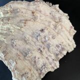 23 cm holy water font, cabinet of curiosities