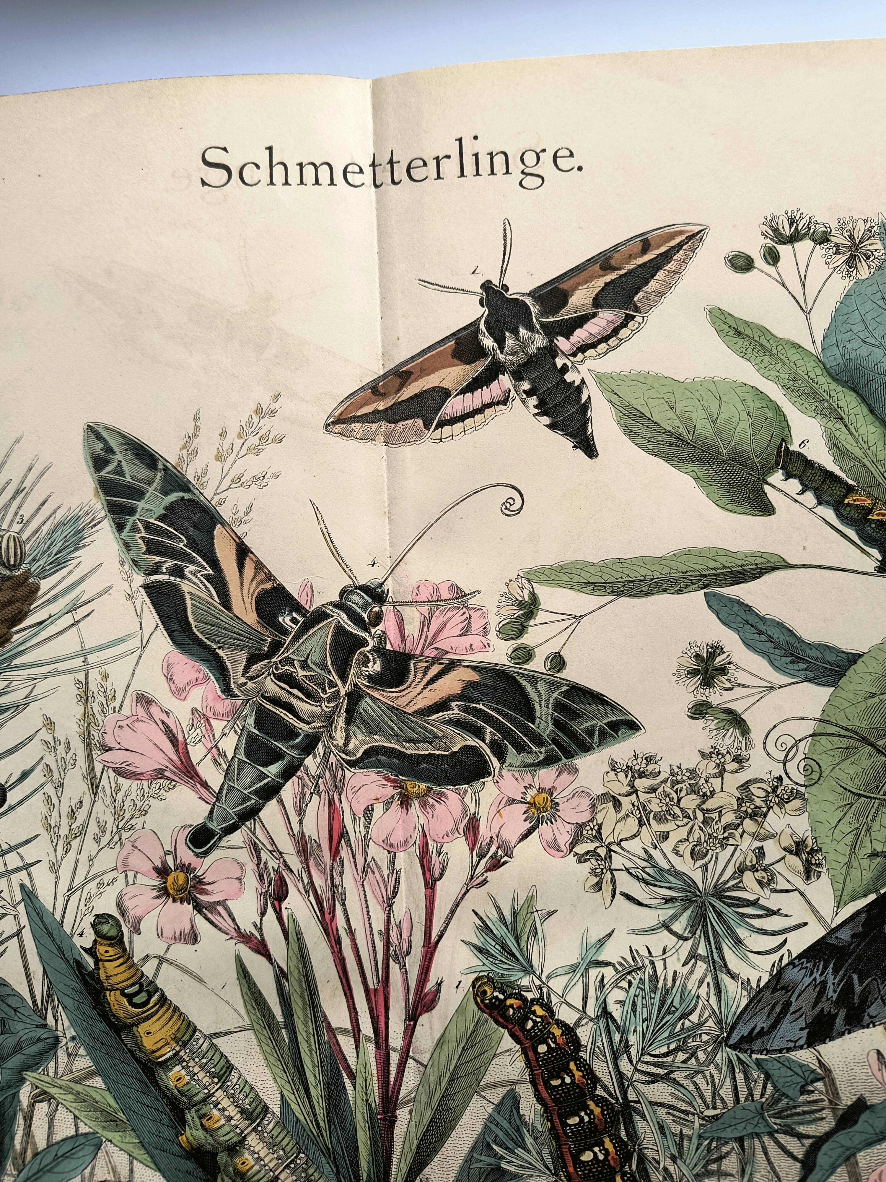 Old engraving from 1886 - Sphinx Butterflies (1) - Zoological lithograph