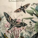Old engraving from 1886 - Sphinx Butterflies (1) - Zoological lithograph