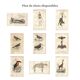 Antique engraving 1849 - Crowned Crane, Africa, marsh, parade