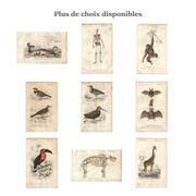Gravure ancienne 1849 - Grue Couronnée par , Afrique, marais, parade