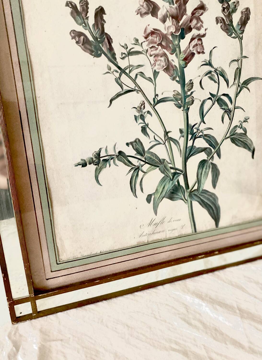 Botanical lithograph frame