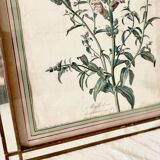 Botanical lithograph frame