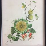 Lot of 4 framed botanical posters