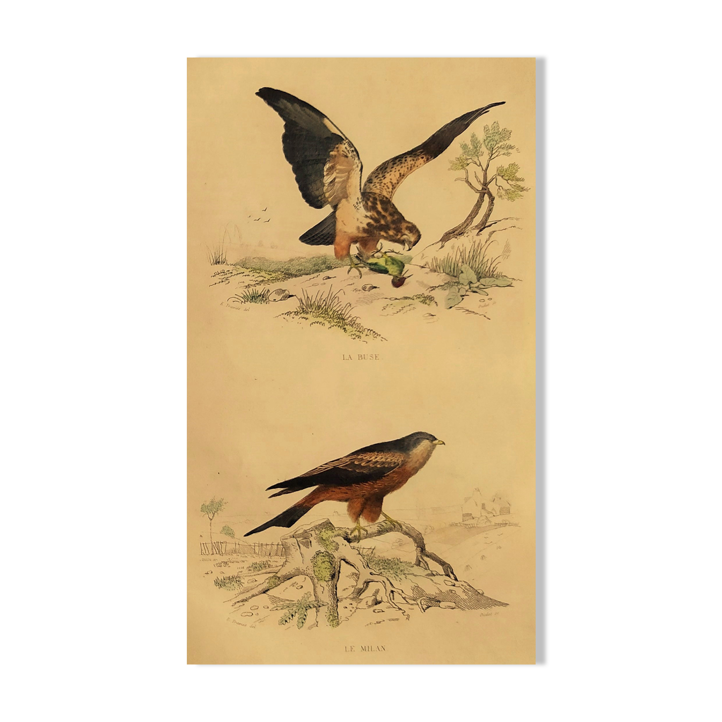 Ornithological board " buse - milan " buffon 1838