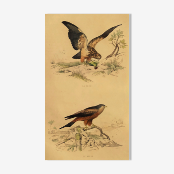 Planche ornithologique " Buse & Milan " Buffon 1838