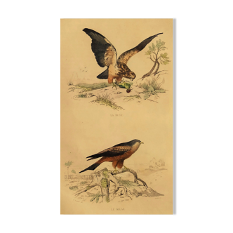 Planche ornithologique " Buse & Milan " Buffon 1838