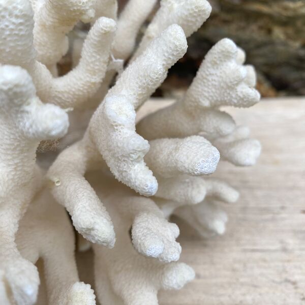 Corail elkhorn, corail corne de cerf