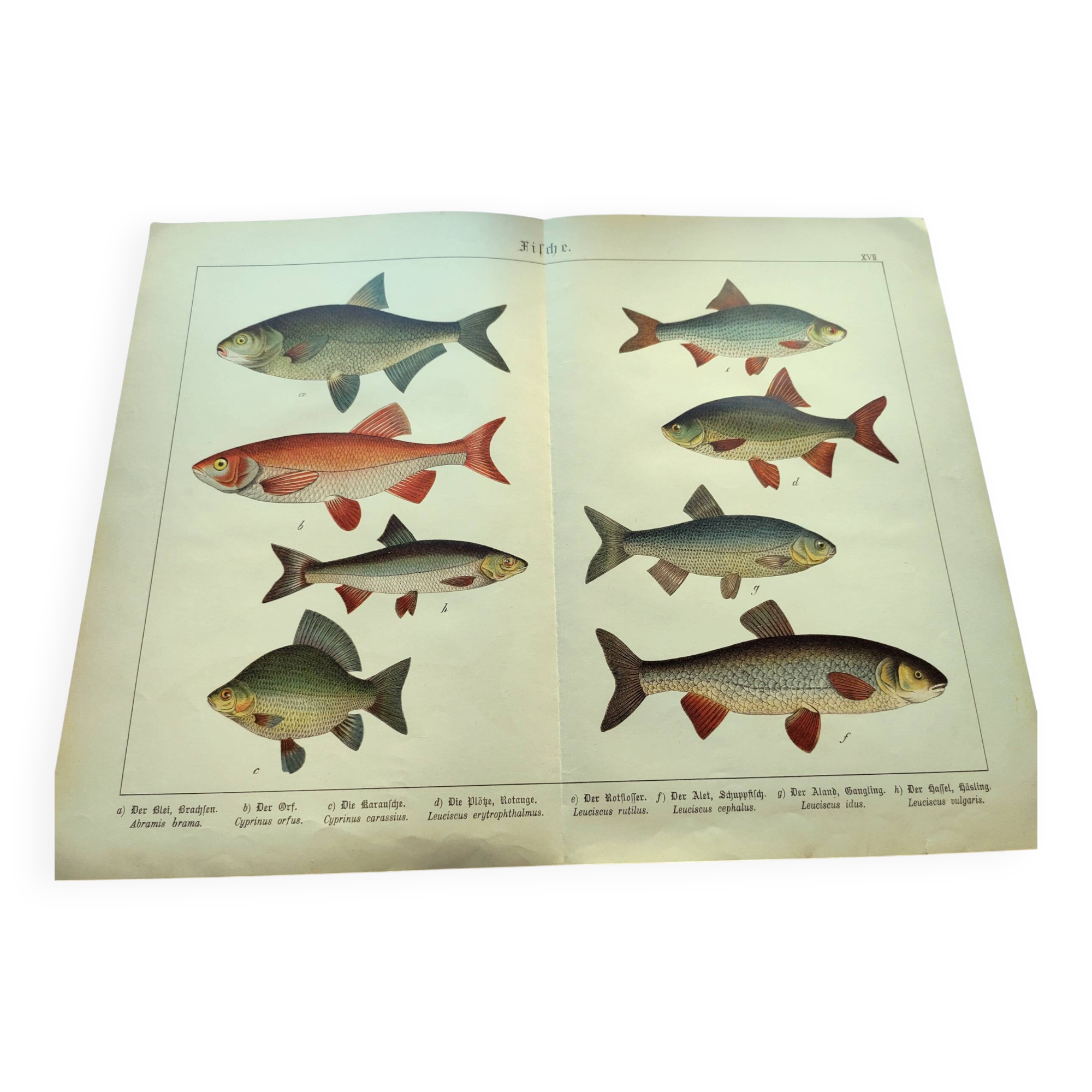 1898 Engraving - Fish - Bream and Rudd. Vintage Lithograph
