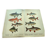 1898 Engraving - Fish - Bream and Rudd. Vintage Lithograph