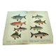 1898 Engraving - Fish - Bream and Rudd. Vintage Lithograph