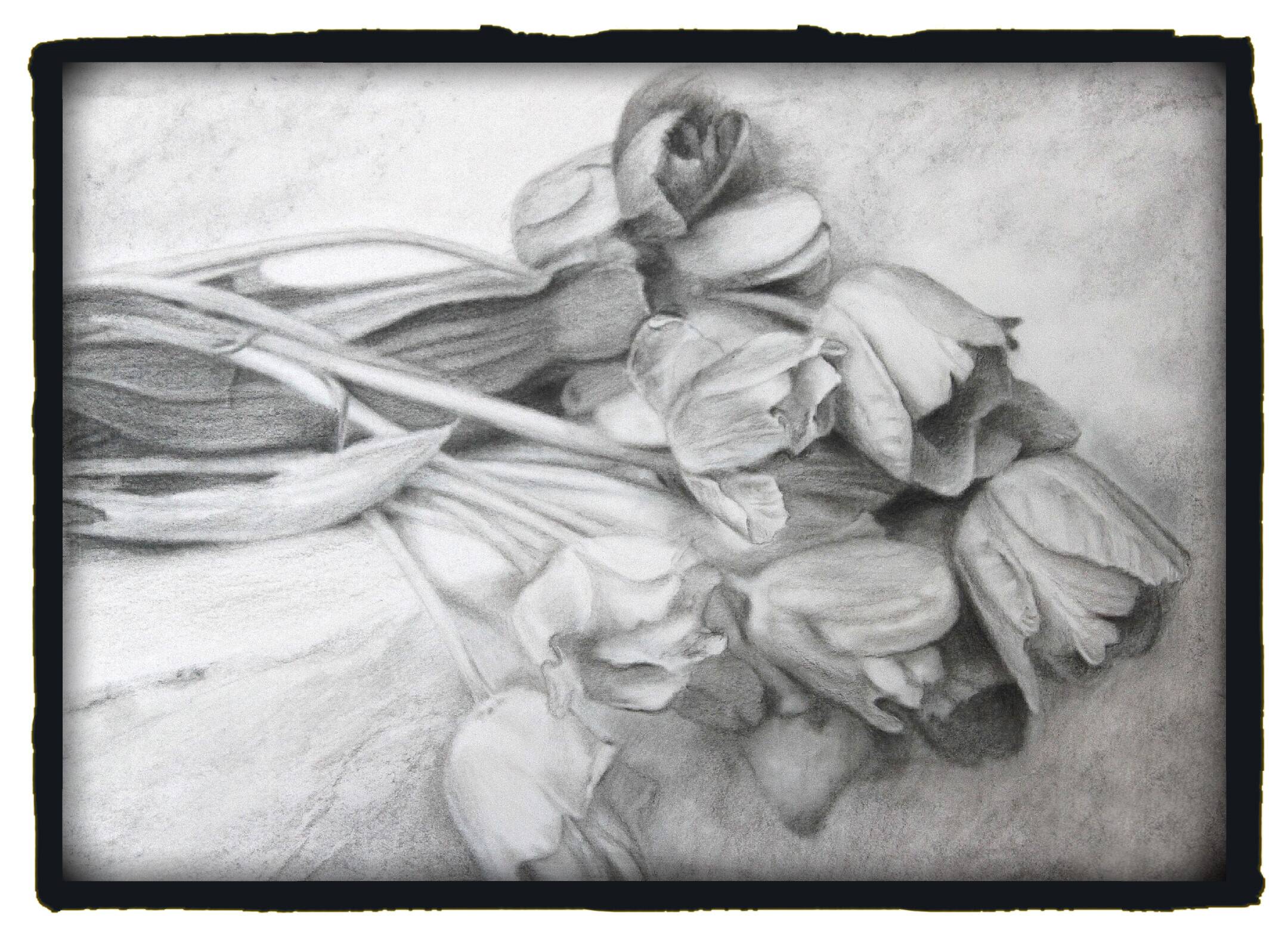 Dibujo de tulipanes a carbono sobre papel. Flowers sketch.