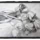 Dibujo de tulipanes a carbono sobre papel. Flowers sketch.