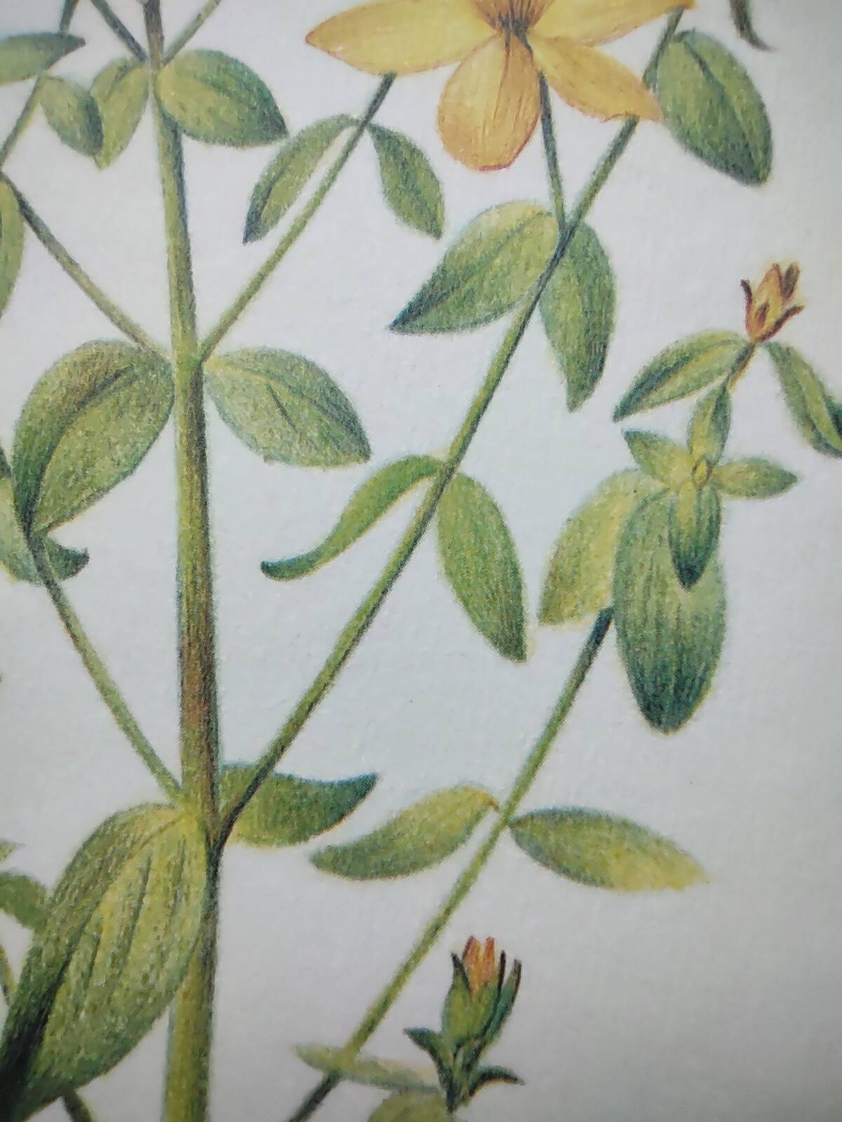 Botanical engraving -St. John's Wort- Illustration of medicinal plants and herbalism