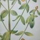 Botanical engraving -St. John's Wort- Illustration of medicinal plants and herbalism