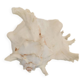 Coquillage