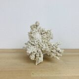 Old white coral 22 cm