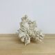 Old white coral 22 cm