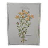 Affiche vintage de botanique, illustration millepertuis