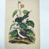 Old engraving from 1838 -Todier bird- Zoological and ornithological hand-colored board