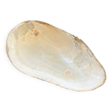 Vide poche coquillage en nacre