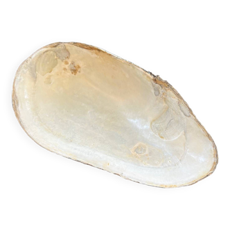 Mother-of-pearl shell pocket